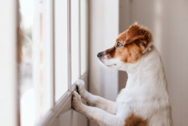 ¿Por qué mi perro lame la pared?