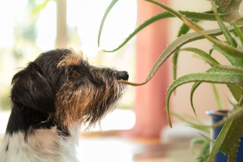 El aloe vera es un remedio casero para perros.