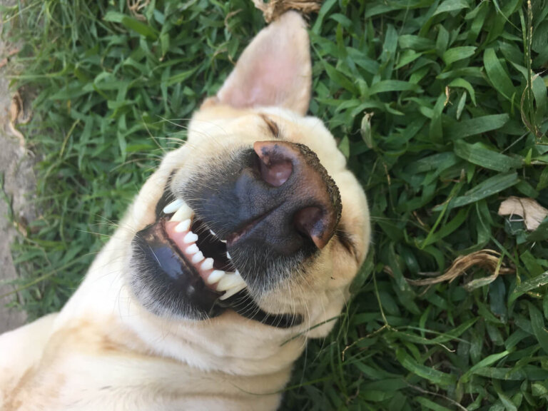 ¿Tienen sentido del humor los animales?