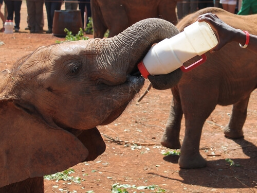 Persona dándole biberón a un elefante.