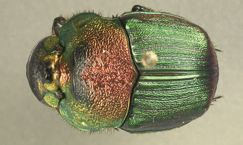 Phanaeus vindex