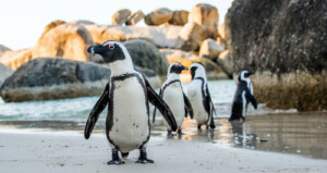 Vocalizaciones en pingüinos dentro y fuera del agua