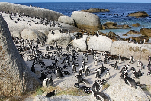 Grupo de pinguinos en la playa.