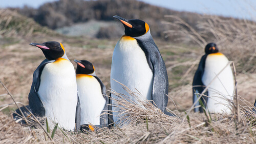 Grupo de pinguinos reyes.