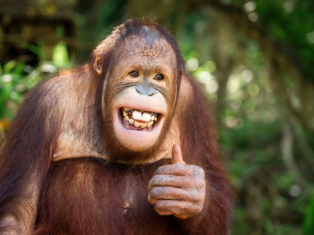 ¿Tienen sentido del humor los animales? - Mis animales