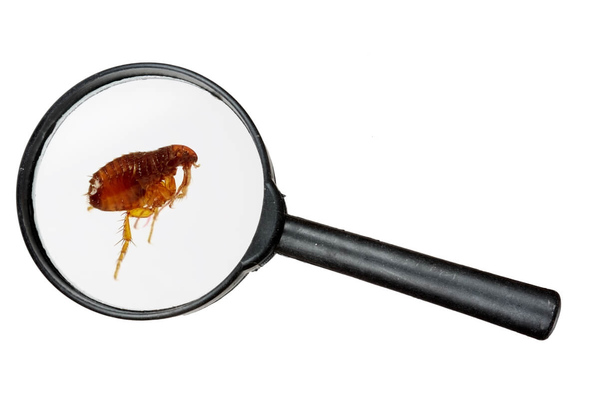 Las pulgas son animales que viven escondidos en tu casa.