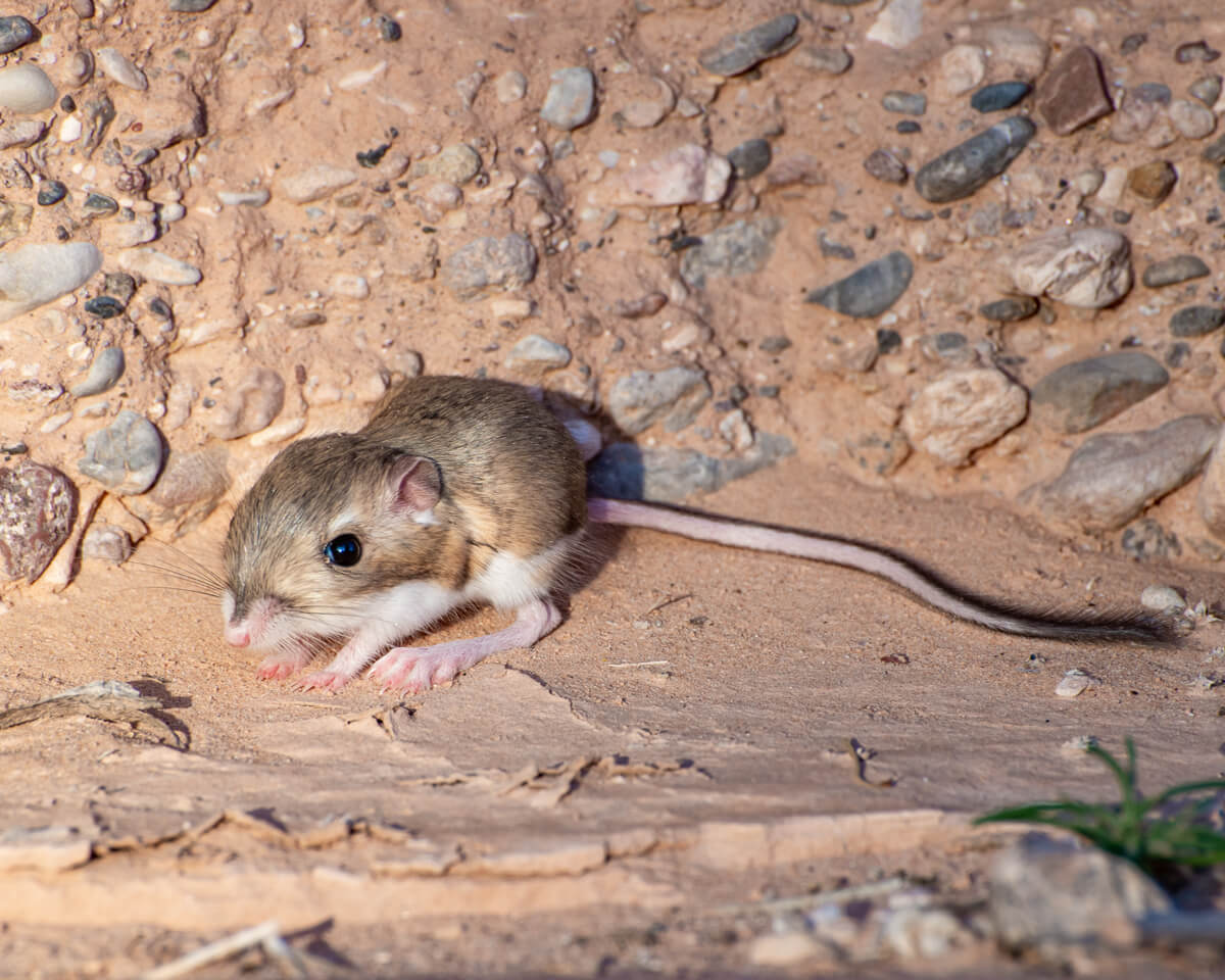 Un ratón en una madriguera.
