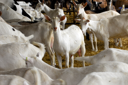 Rebaño de cabras Saanen.