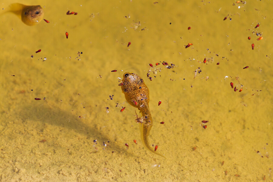 Hur amfibier andas beror på dess livsstadium.