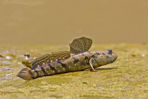 Saltarin Insecto Saltarín del fango: ¿pez o anfibio? - Mis Animales