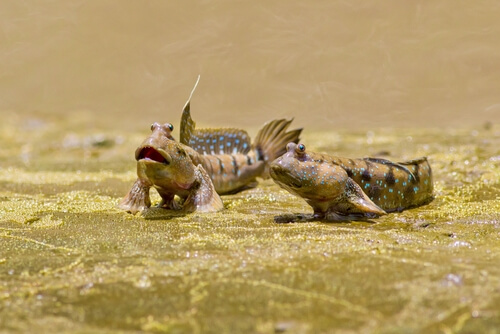 Saltarín del fango: ¿pez o anfibio?