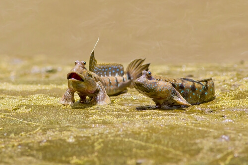 Los pirmeros animales en pisar la tierra