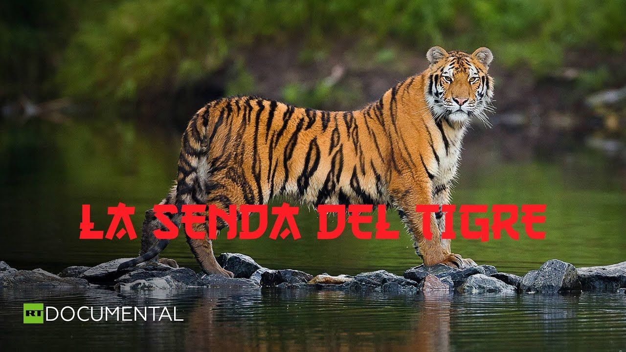 La senda del tigre (documental).