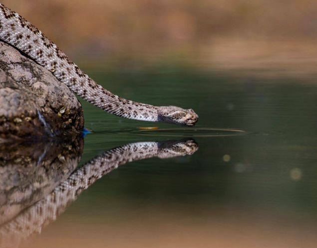 Serpiente cascabel adentrándose al agua.