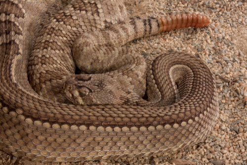 Crotalus atrox.