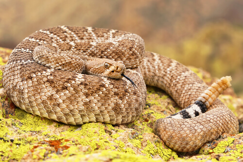 ¿Las serpientes de cascabel usan sus escamas para almacenar agua?