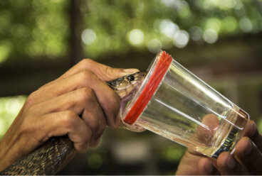 Venenos como medicinas: poder ponzoñoso