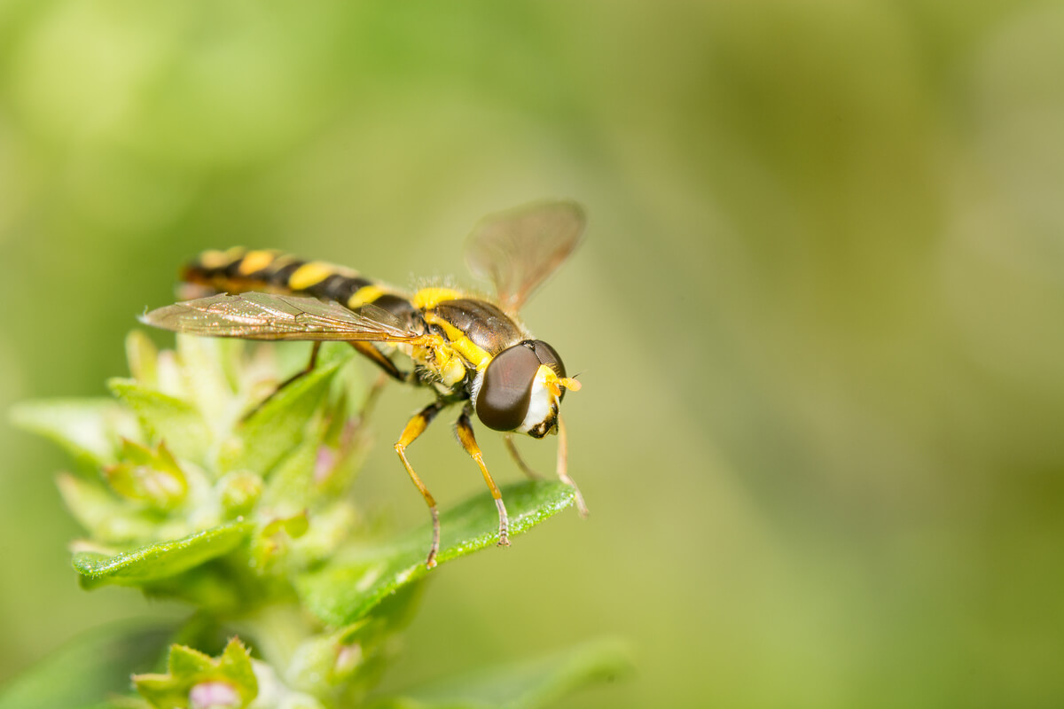 An adult hoverfly.