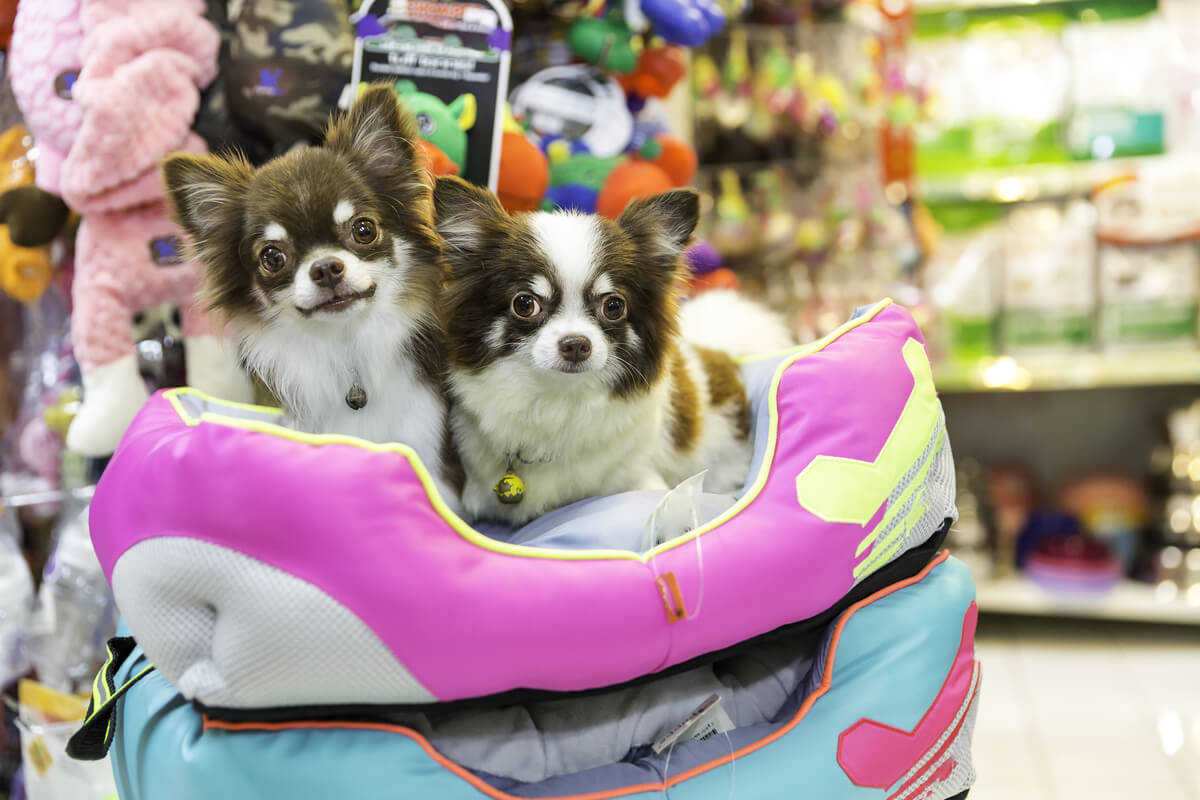 Una tienda de animales.