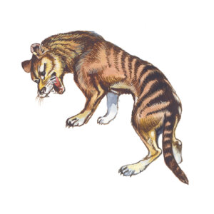 Características del Tigre de Tasmania