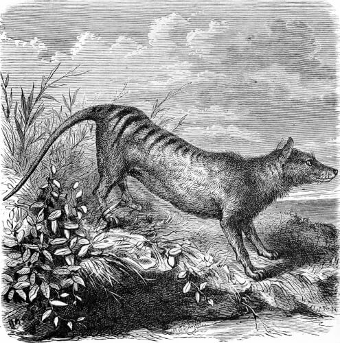 Representación en blanco y negro de un tigre de Tasmania.