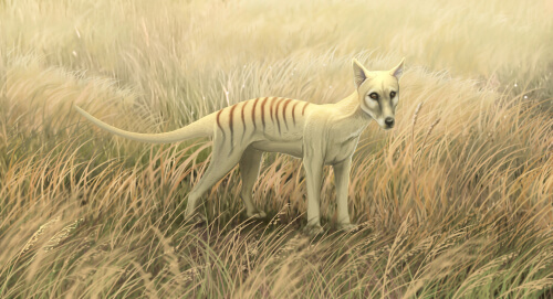 Representación a color de un tigre de Tasmania.
