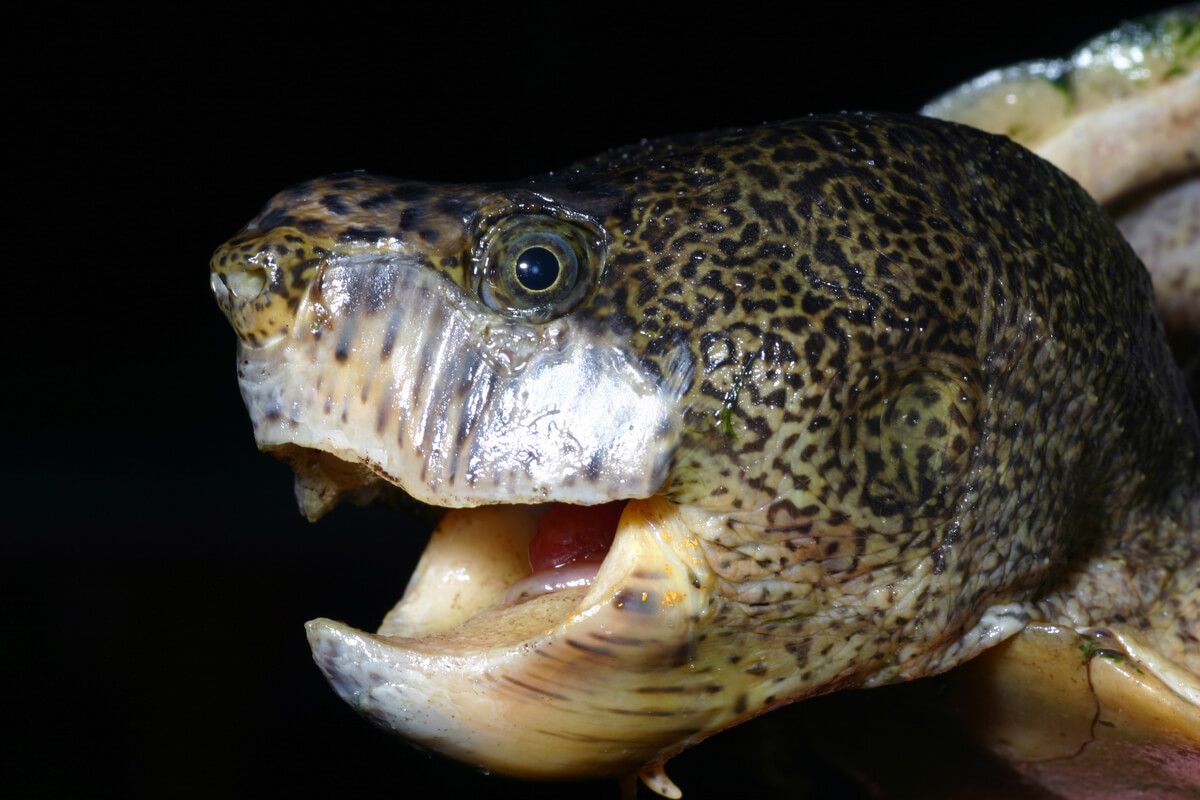 La cabeza de una tortuga almizclera.