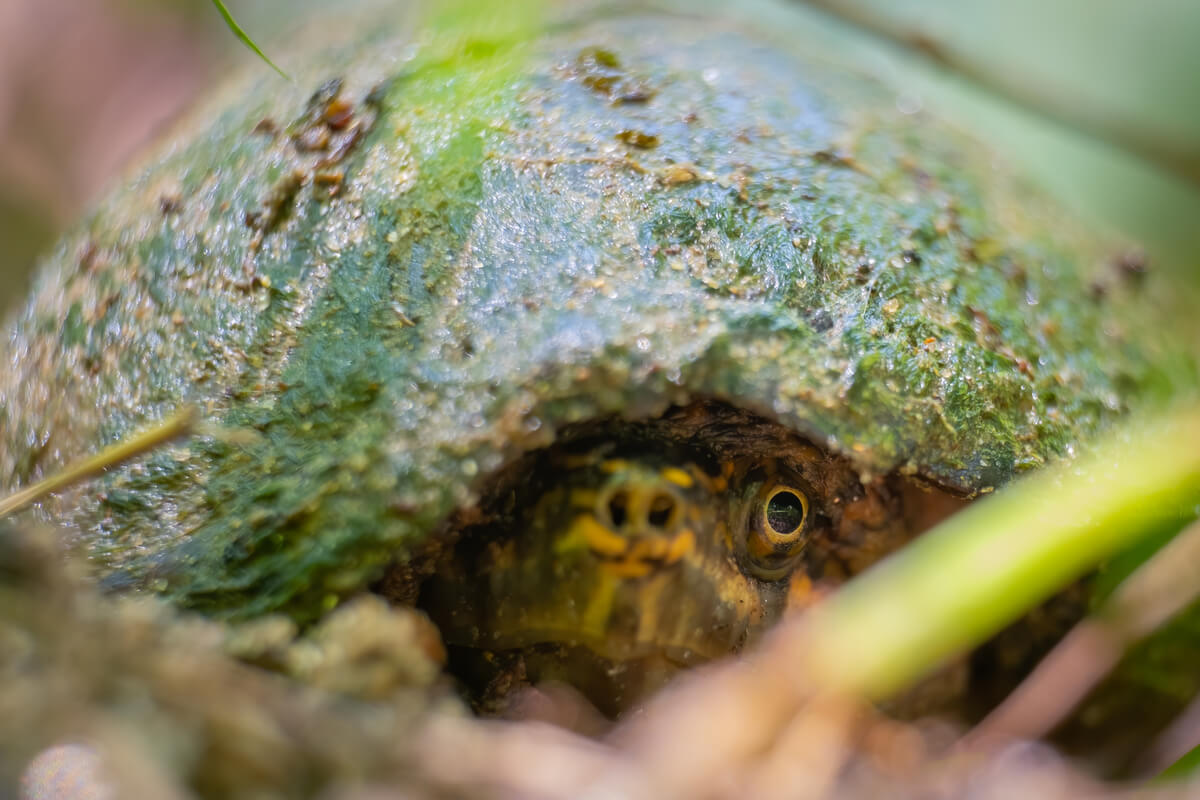 Una tortuga almizclera duerme.