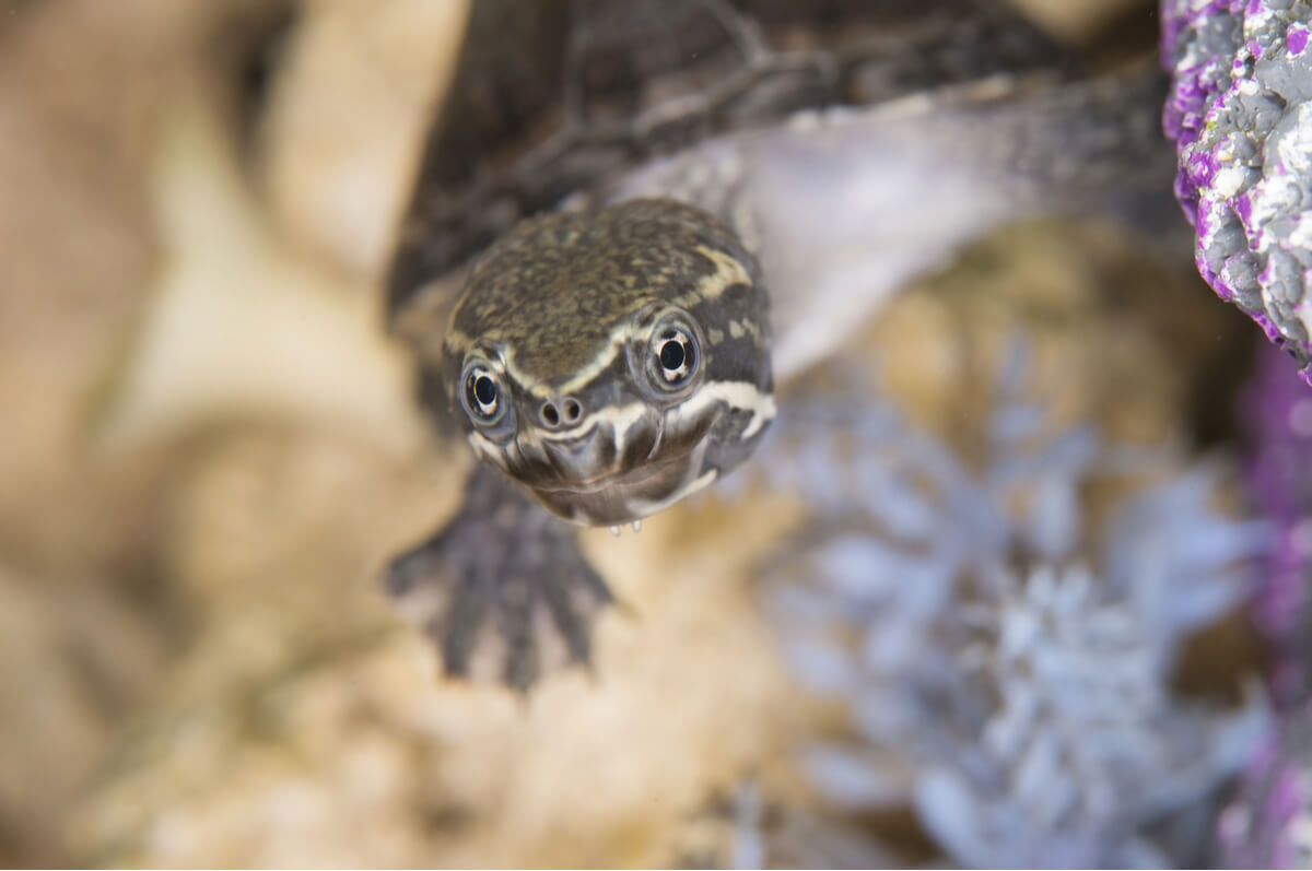 Una tortuga se asoma a la superficie.