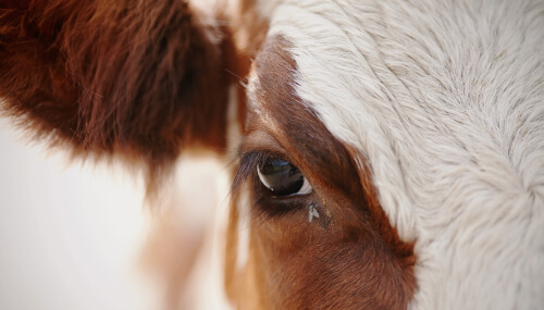 Mosca en el ojo de una vaca.