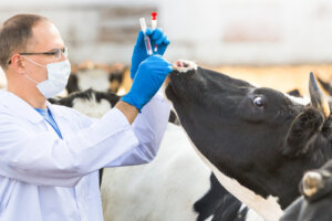 Inmunología veterinaria: para evitar y tratar enfermedades