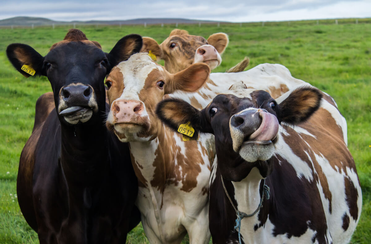 Un grupo de vacas de granja.