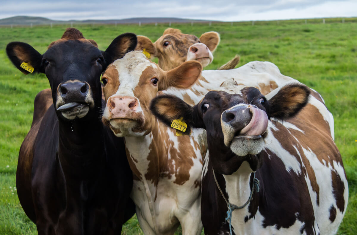 Etología aplicada en animales de granja.