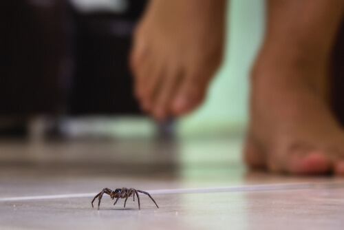 Una araña a punto de ser pisada.