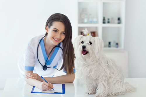 Il veterinario prescrive un medicinale accanto a un cane.