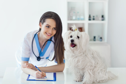 Aktuelles Tierarzneimittelrecht in der EU