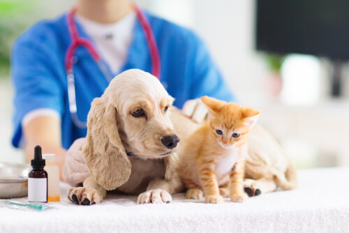 El cáncer de piel en mascotas se observa en consultas veterinarias.