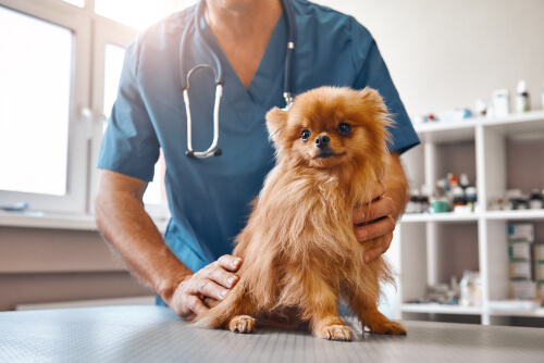 Nueva legislación sobre los medicamentos veterinarios
