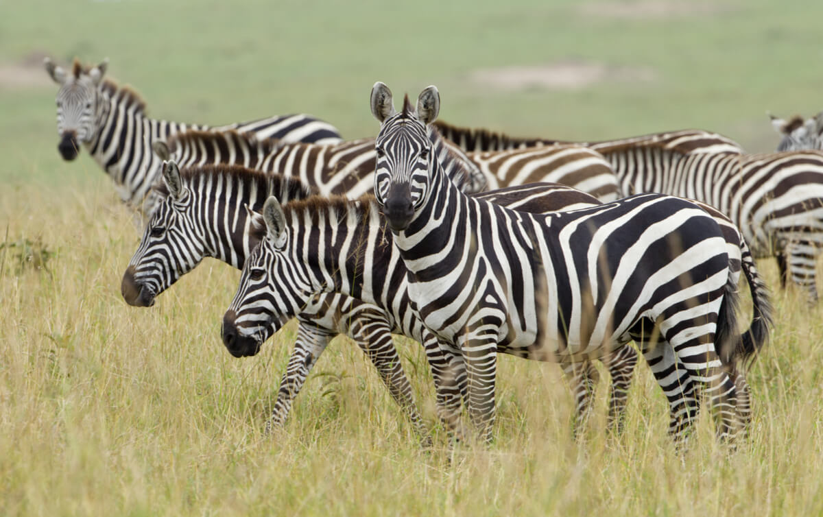 Una zebra mirando a cámara.