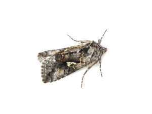 ¿Polilla o mariposa?