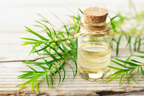 Acéite del arbol del té y ramas.