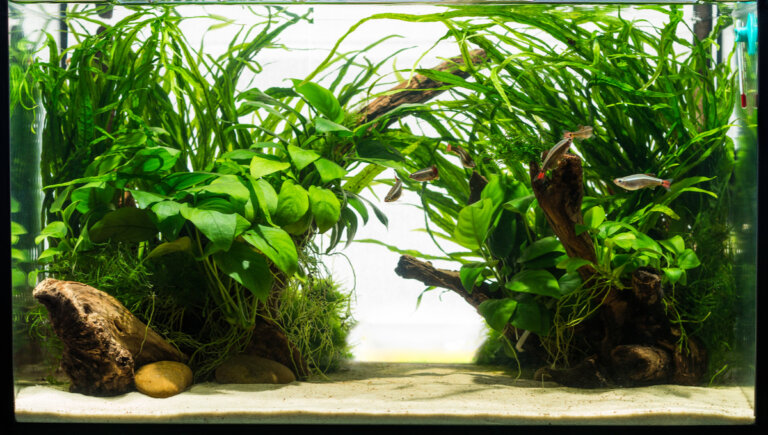 ¿Las plantas ayudan con la limpieza del acuario?