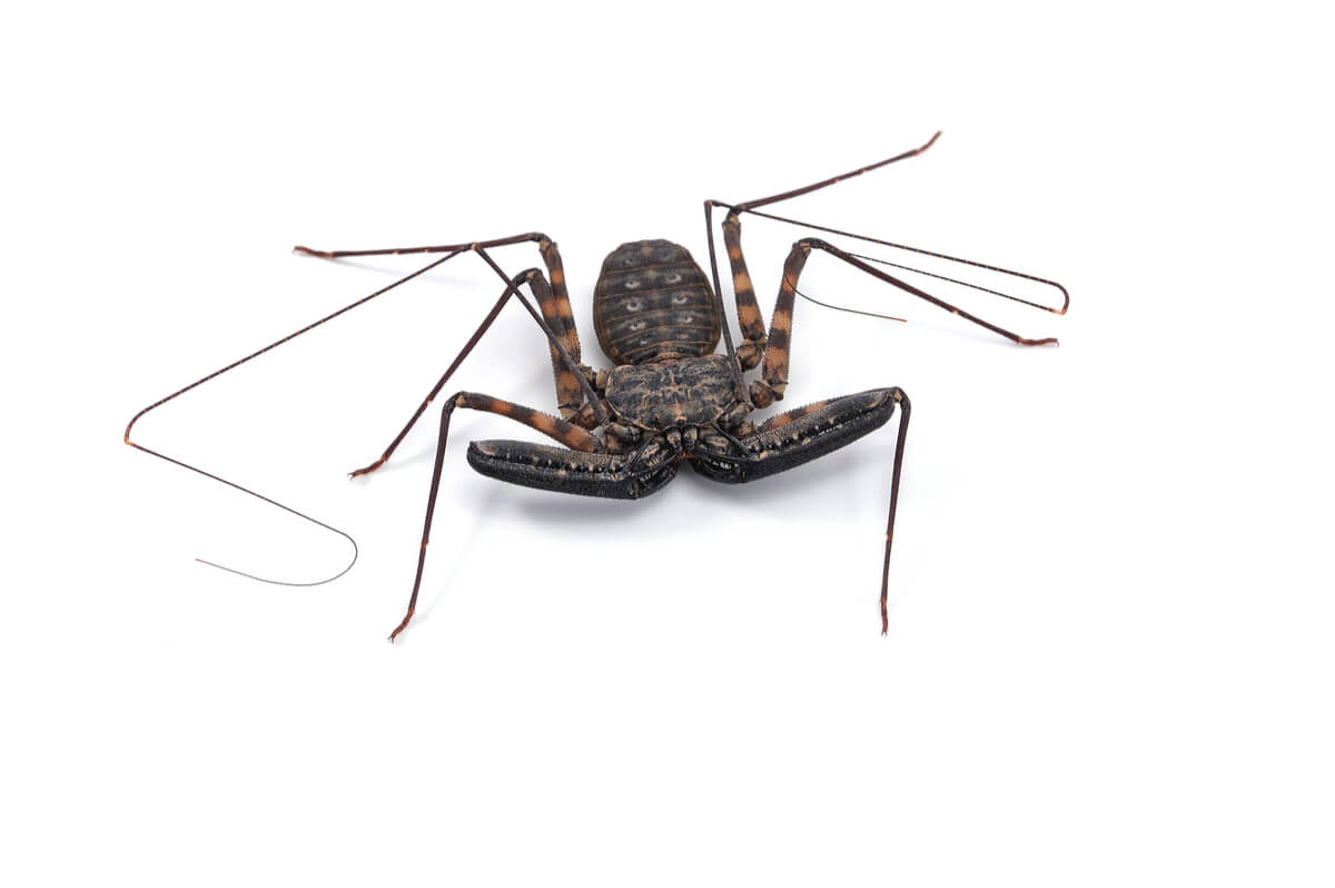 Amblipígidos: entre arañas y escorpiones