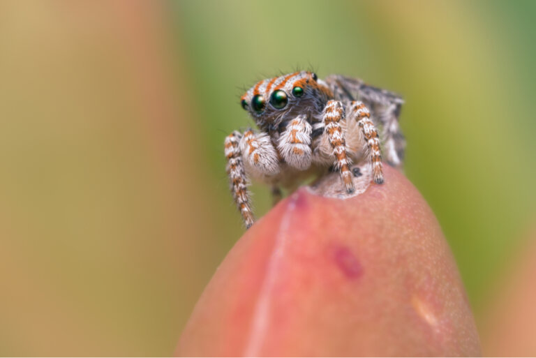 Arañas pavo real: una belleza de la naturaleza