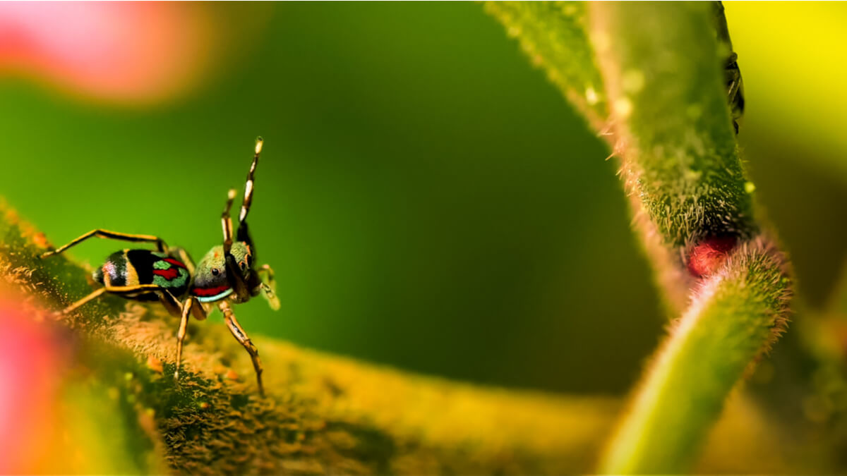 A colorful spider on a plant.