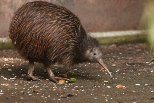 Kiwi en una protectora animal.