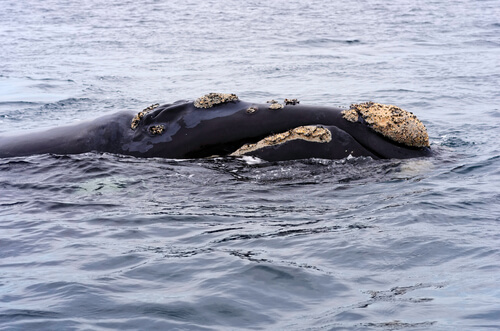 Un ejemplar de ballena franca emergiendo del agua.
