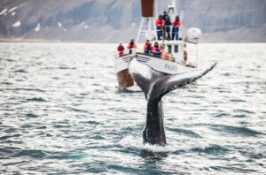 La ballena franca: uno de los mamíferos más adaptados a la vida acuática