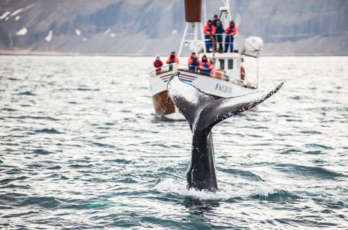 Avistamiento de una ballena.