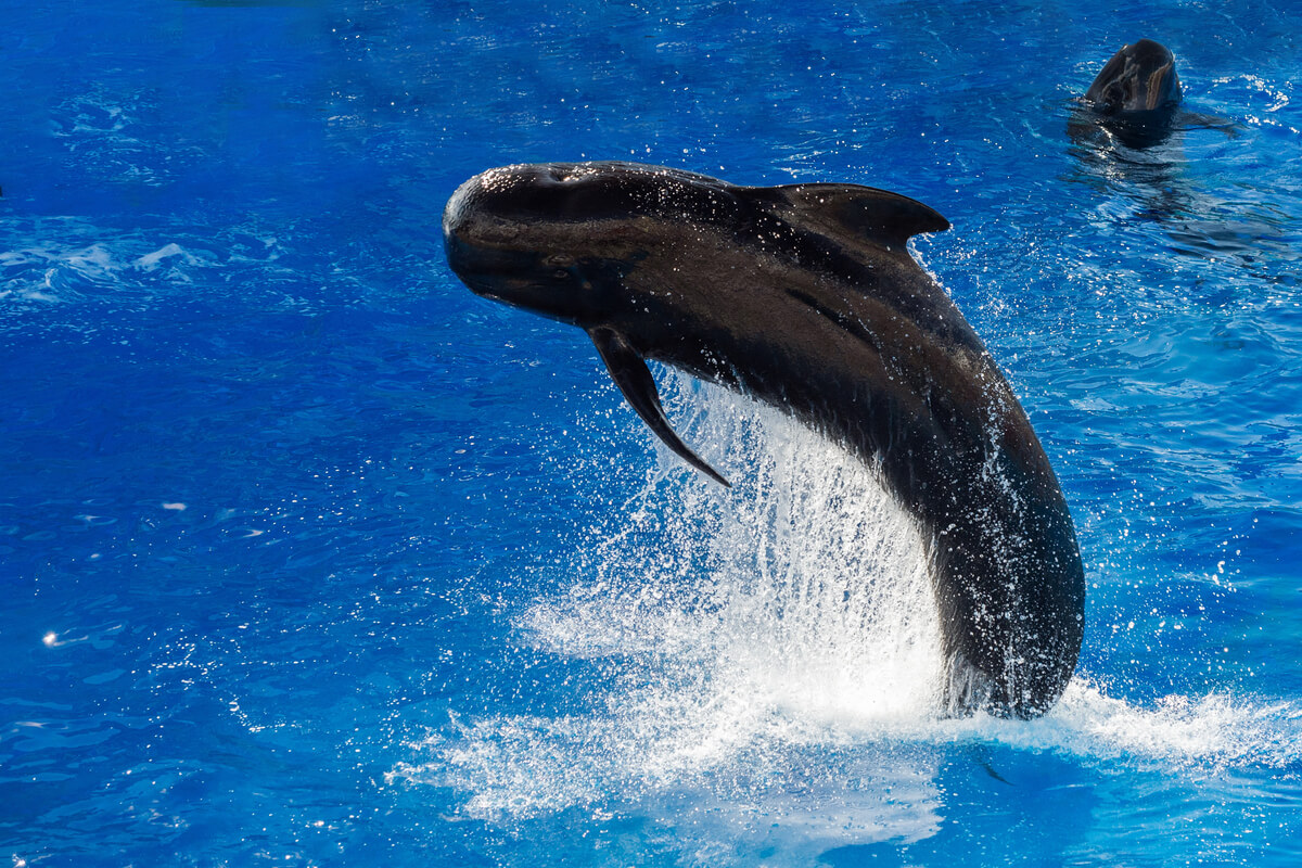 Una ballena piloto saltando del agua.